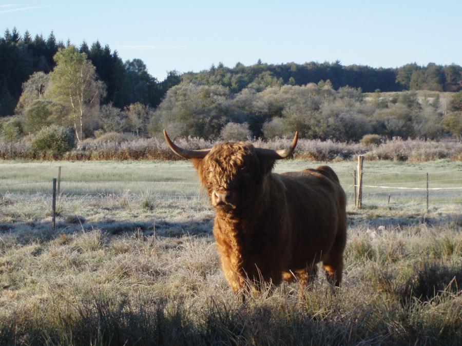 Réserve Naturelle Régionale : Tourbières du Morvan