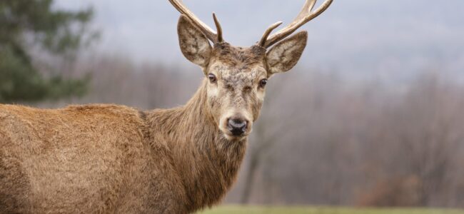 Cerf sauvage